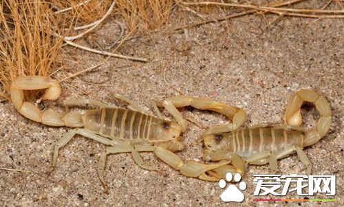 寵物蠍子吃什麼 最喜歡吃動物性的飼料