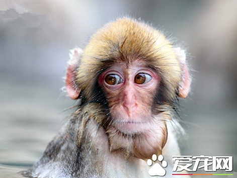 個人能不能養猴子 是國家保護動物不可私下買賣