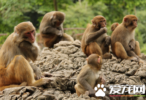 怎麼養猴子 定時飼喂猴子注意疾病的預防