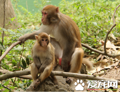 猴子什麼時候交配 猴子每六個月懷一胎