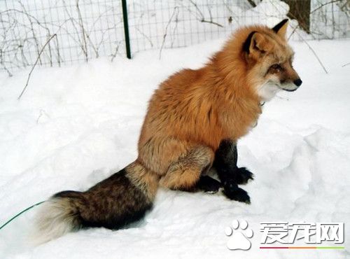 狐狸飼料配方 狐狸飼料配方和加工方法