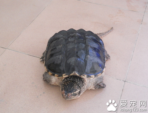 鳄魚龜不吃東西 龜龜可能是對環境不適應