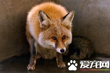 狐狸的生活習慣 詳解寵物狐狸的生活習性