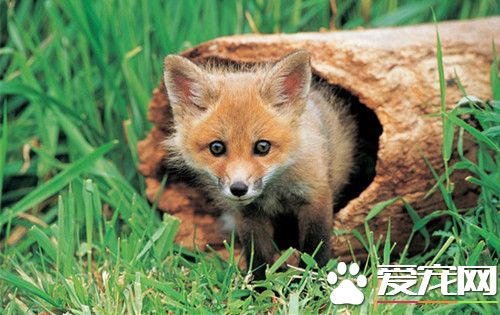 狐狸的飼養與管理 了解幼狐的飼養管理