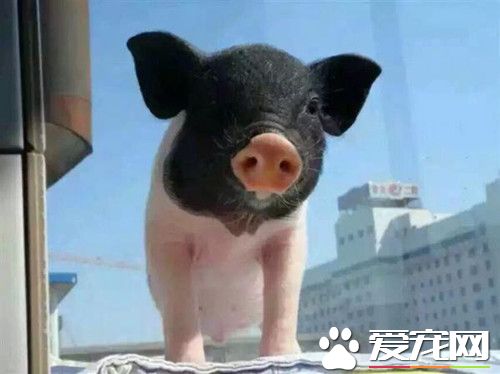 怎樣養好香豬 控制好小香豬的飲食問題