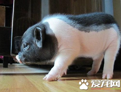 香豬最大能長多大 需要控制小香豬的飲食