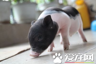 香豬的飼養方法 要科學的飼養小香豬