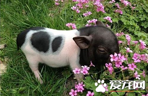 小香豬不吃飯怎麼辦 可能受涼注意保暖