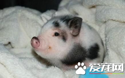 寵物香豬好養嗎 其實小香豬不容易飼養