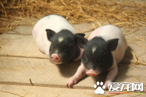 寵物小香豬吃什麼 喂食小香豬的四種飼料