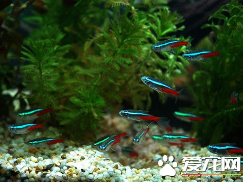 熱帶魚紅綠燈壽命 飼養紅燈魚的詳細介紹