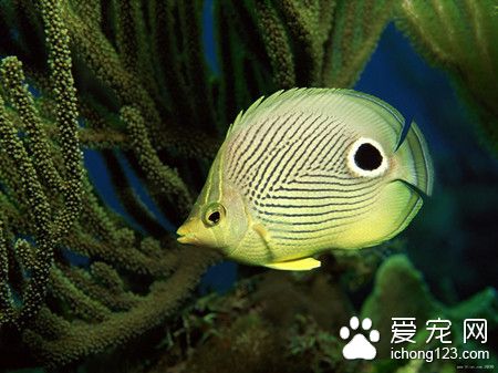 熱帶魚生活習性 根據熱帶魚習性比較飼養難度