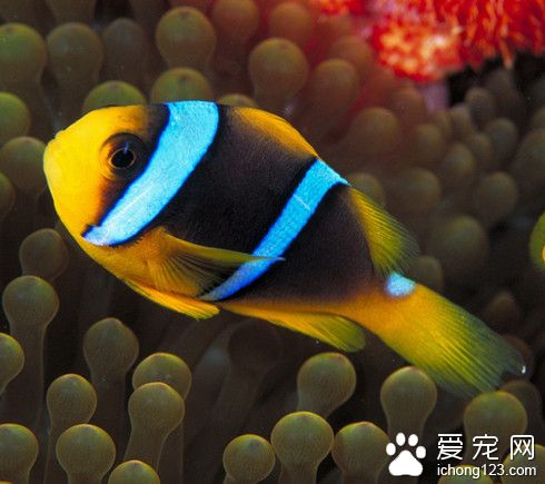 熱帶魚怎麼區分公母 熱帶魚分辨公母的方法