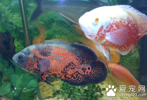 什麼熱帶魚最好繁殖 熱帶魚繁殖需要注意的事項