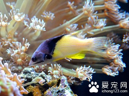 熱帶魚的生活環境 熱帶魚對水質的要求