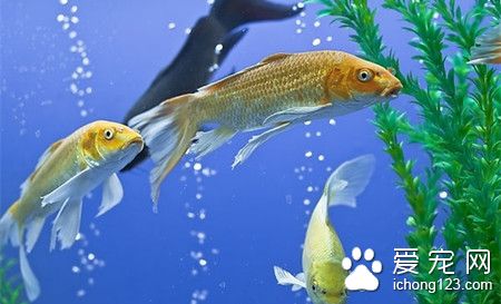 熱帶魚養殖注意事項 熱帶魚死亡的原因