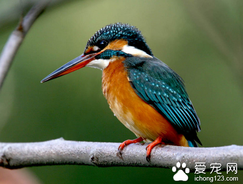 壽命最短的鳥 世界上壽命最短的鳥是翠鳥