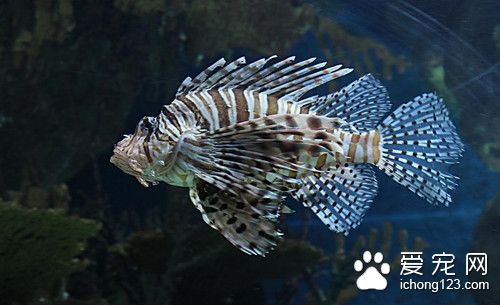 哪些熱帶魚是胎生 卵胎生熱帶魚怎麼繁殖