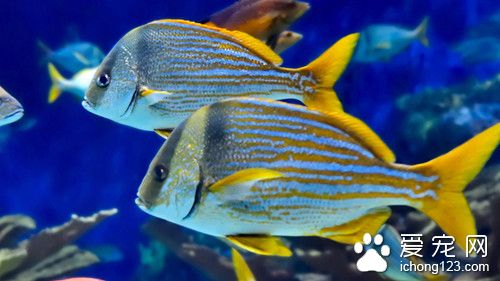 什麼熱帶魚最好看 世界上最漂亮的十種魚