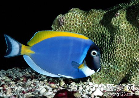 熱帶魚是怎麼繁殖的 七種熱帶魚常見繁殖方法
