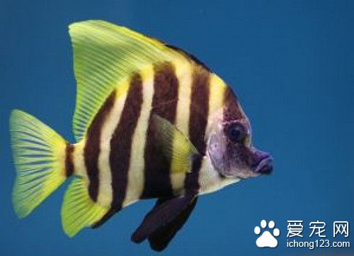 熱帶魚如何交配 詳解卵胎生熱帶魚繁殖