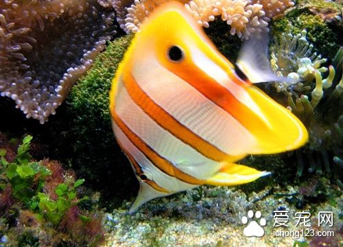 熱帶魚小魚吃什麼 熱帶魚最喜歡吃的幾種食物