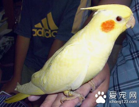 黃化雞尾鹦鹉怎麼養 黃化雞尾鹦鹉飼養注意地方