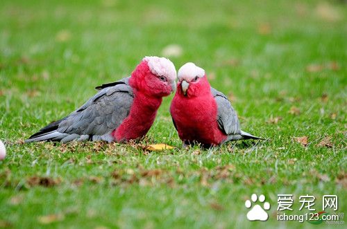 粉紅胸鳳頭鹦鹉養殖 粉紅胸鳳頭鹦鹉飼養管理
