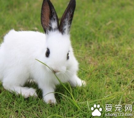 兔子不吃草的原因 有可能是兔子生病了