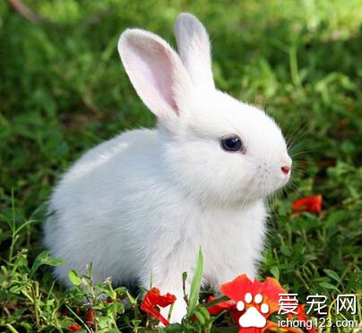 兔子成年需要多久 大約半年就可以成年
