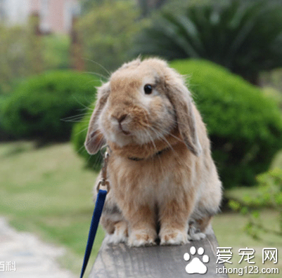 荷蘭垂耳兔壽命 正常壽命在10年左右