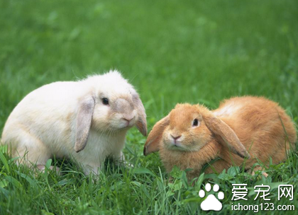 荷蘭垂耳兔臭嗎 保持身體清潔衛生