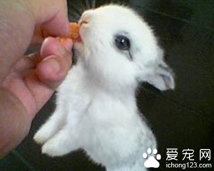 荷蘭侏儒兔怎麼飼養  一日三次喂食飼料