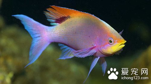 淡水魚的種類圖片 怎麼辨別淡水魚的雄魚和雌魚