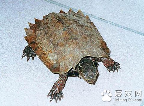 地龜怎麼養 地龜的室內飼養需要注意事項