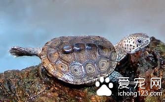 菱斑龜怎麼飼養 菱斑龜的室內飼養注意事項