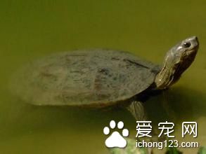 裡海擬水龜怎麼飼養 裡海擬水龜的室內飼養注意事項