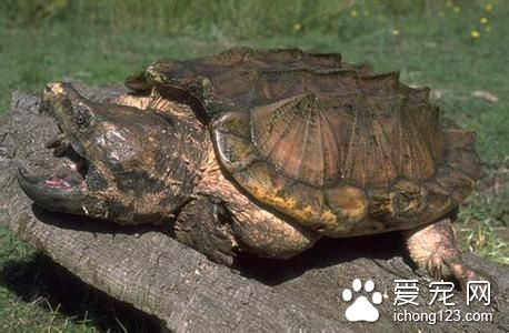 蛇鳄龜怎麼產卵 蛇鳄龜的產卵孵化注意事項