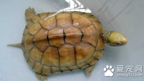 黃喉擬水龜飼養環境 黃喉擬水龜的庭院飼養需求