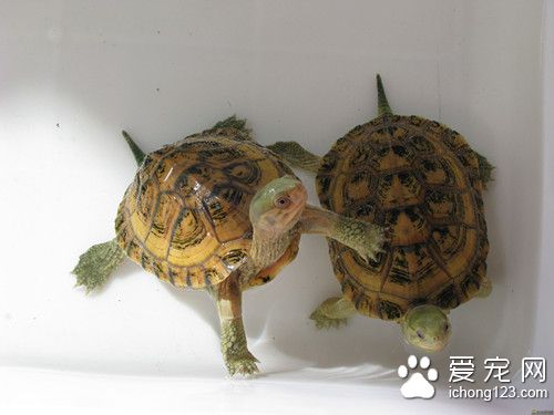 黃喉擬水龜孵化 黃喉擬水龜產卵需要注意事項