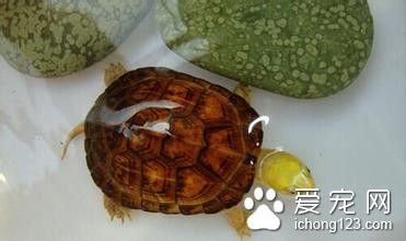 黃喉擬水龜飼養 黃喉擬水龜的室內飼養需求