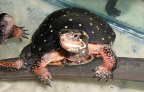觀賞龜的家庭飼養 觀賞龜對環境的要求