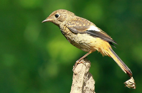 什麼叫鳥 鳥是飛禽的總稱是披著羽毛的動物