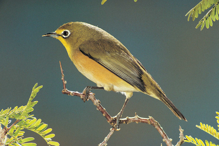 鳥的常見病與防治 鳥兒常見疾病的防治方法