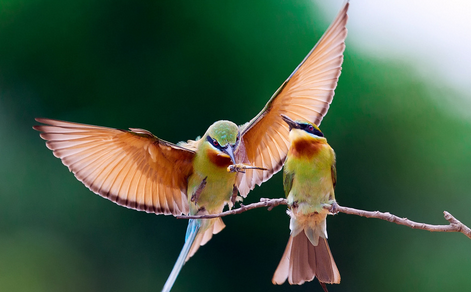 如何讓鳥聽話 詳解如何讓鳥聽指揮的方法
