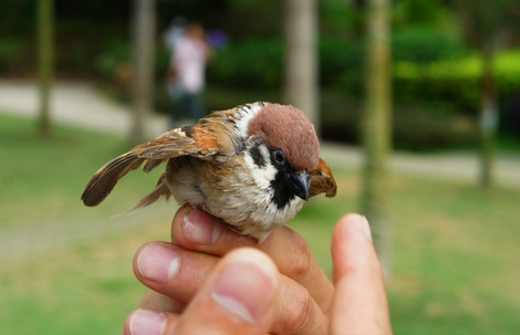 幾種握鳥方法 詳解3種最常見的握鳥方法