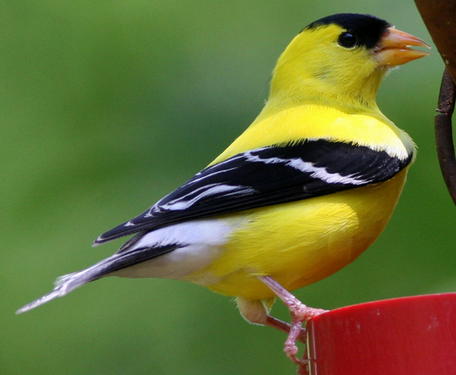 怎麼調教觀賞鳥 詳解觀賞鳥的調教方法