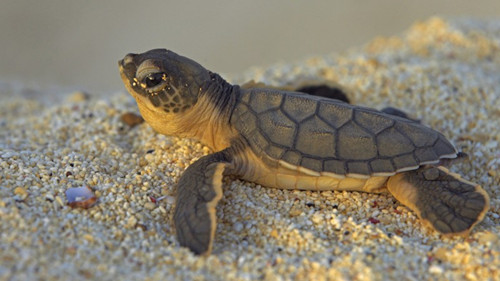 烏龜浮水不吃東西 烏龜龜浮水病的主要症狀