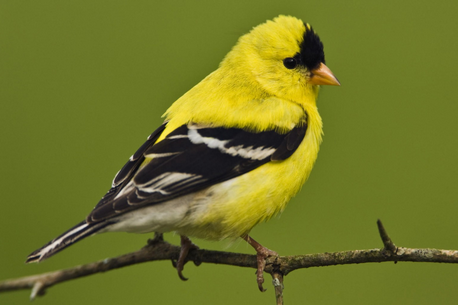 如何讓鳥不發胖 詳解用食物和鳥搞好關系