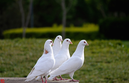 信鴿單眼傷風怎麼治療 可吃金荞麥片